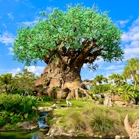 Disney's Animal Kingdom